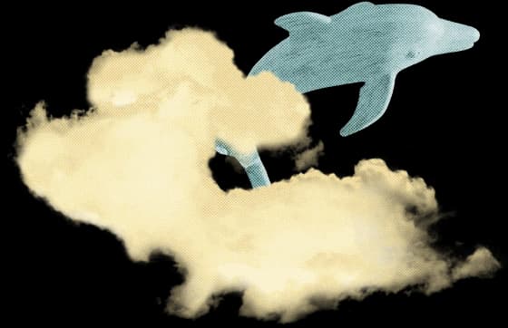 dolphin